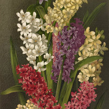 Cross stitch pattern: #342824