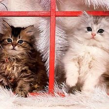 Cross stitch pattern: #343493