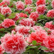 Cross stitch pattern: #343512