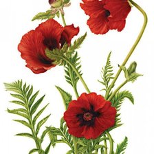 Cross stitch pattern: #343698