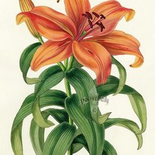 Cross stitch pattern: #349084