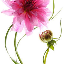 Cross stitch pattern: #349694