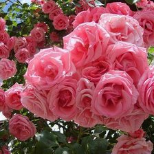 Cross stitch pattern: #350838