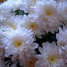 Cross stitch pattern: #350884