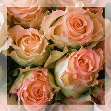 Cross stitch pattern: #351992