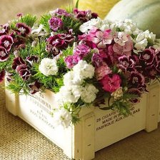 Cross stitch pattern: #352380