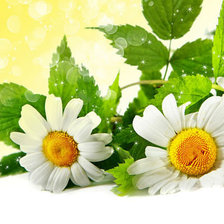 Cross stitch pattern: #353691
