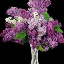 Cross stitch pattern: #353835
