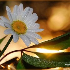 Cross stitch pattern: #353872