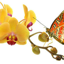 Cross stitch pattern: #353919