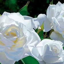 Cross stitch pattern: #353976