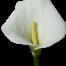 Cross stitch pattern: #356157