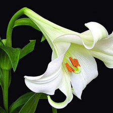 Cross stitch pattern: #356203