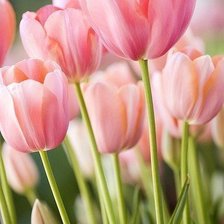 Cross stitch pattern: #356336