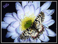 Cross stitch pattern: #357796