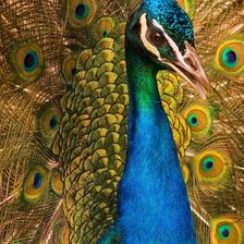 Cross stitch pattern: #359049