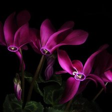 Cross stitch pattern: #359290