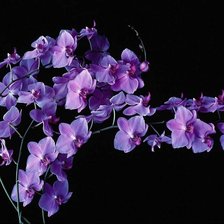 Cross stitch pattern: #359297