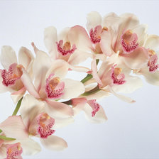 Cross stitch pattern: #359314