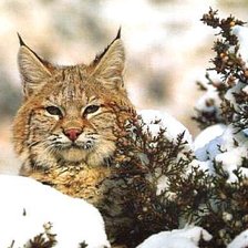 Cross stitch pattern: #359868