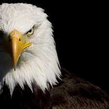 Cross stitch pattern: #360334