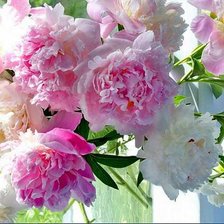Cross stitch pattern: #360445