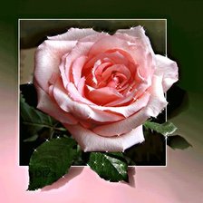 Cross stitch pattern: #360455