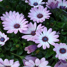 Cross stitch pattern: #361488