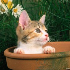 Cross stitch pattern: #364313