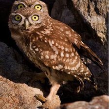 Cross stitch pattern: #365189