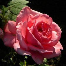 Cross stitch pattern: #369856