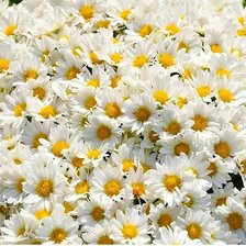 Cross stitch pattern: #370711