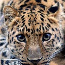Cross stitch pattern: #371795