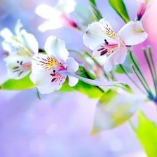 Cross stitch pattern: #372246