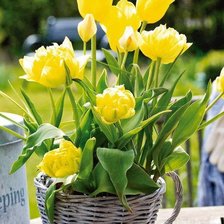 Cross stitch pattern: #372250