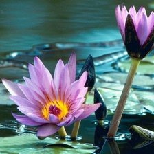 Cross stitch pattern: #372251