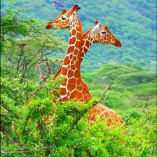 Cross stitch pattern: #372348