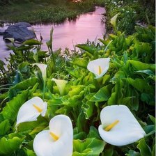 Cross stitch pattern: #377024