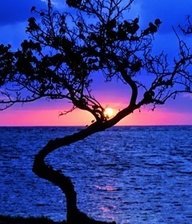 Cross stitch pattern: #377027