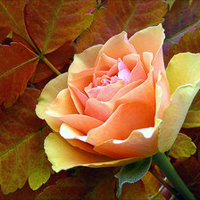 Cross stitch pattern: #381192