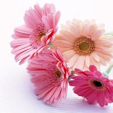 Cross stitch pattern: #381263