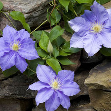 Cross stitch pattern: #381265