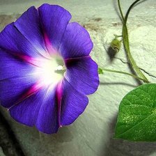 Cross stitch pattern: #381271