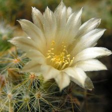 Cross stitch pattern: #381275