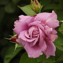 Cross stitch pattern: #381276