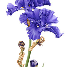 Cross stitch pattern: #384884