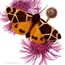 Cross stitch pattern: #386788