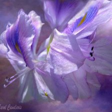 Cross stitch pattern: #391358