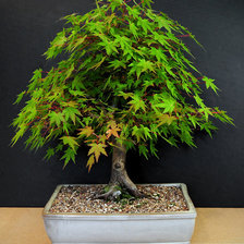 Cross stitch pattern: #391519