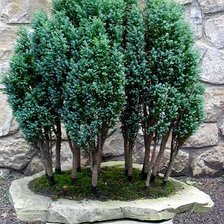 Cross stitch pattern: #391524